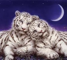 Схема вышивки «Белые тигры»