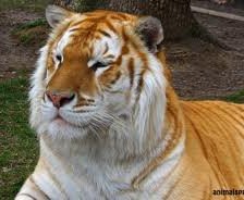 Схема вышивки «Золотой тигр»