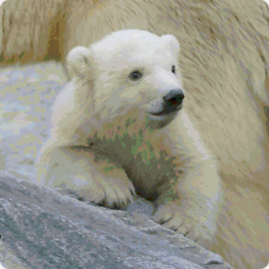 Белый медвежонок - медведи, животные - предпросмотр