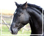 Схема вышивки «Вороной»