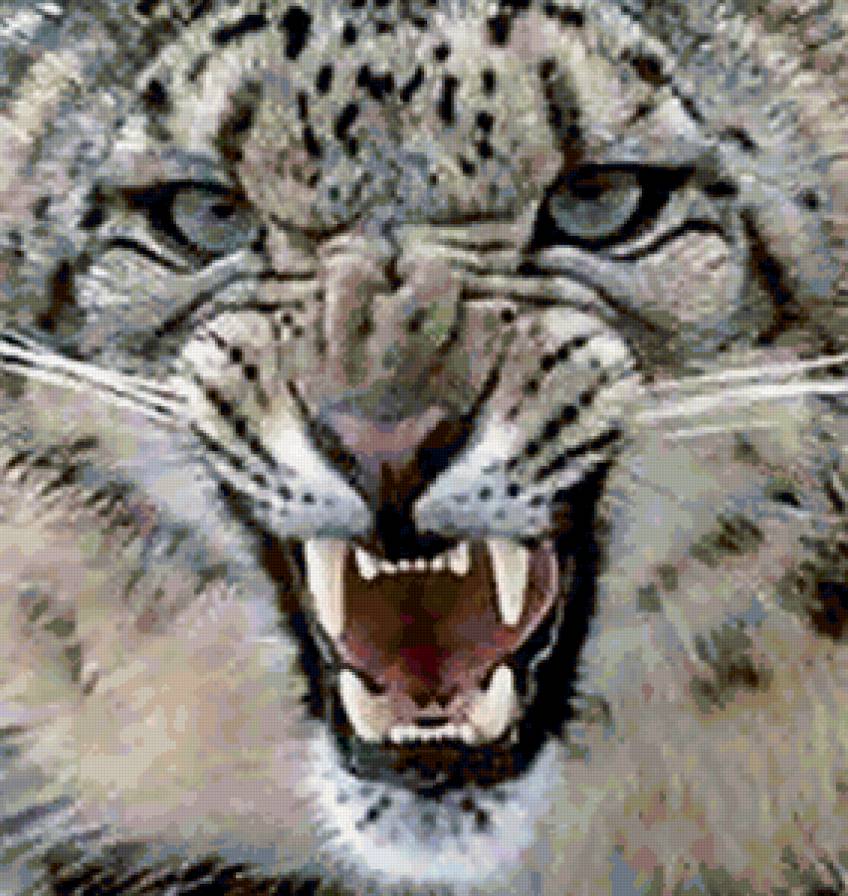 Белый леопард - леопарды, кошки, животные - предпросмотр