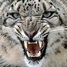 Схема вышивки «Белый леопард»