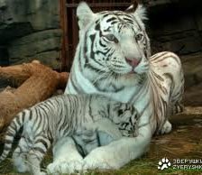 Схема вышивки «Белые тигры»