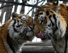 Пара тигров