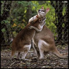 Схема вышивки «Тесные объятья»