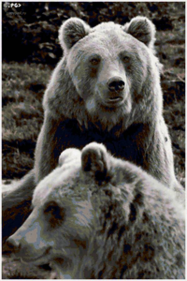 Медведи - животные, медведи - предпросмотр