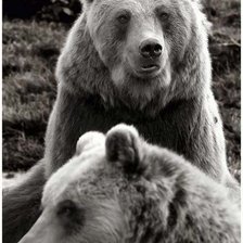 Схема вышивки «Медведи»