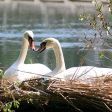 Схема вышивки «Семейное гнездышко»