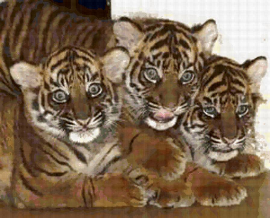 Тигрята - животные, кошки, тигры - предпросмотр