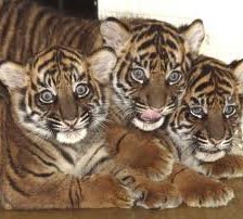 Тигрята