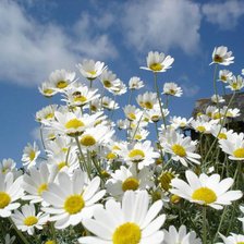 Схема вышивки «Ромашки»