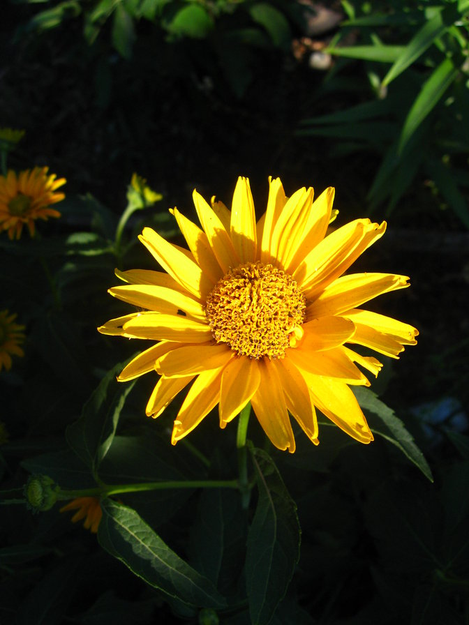 желтый цветок - цветок, на черном фоне, желтый - оригинал