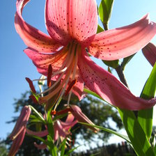 Схема вышивки «розовая лилия»