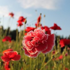 Схема вышивки «маки»