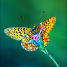 Схема вышивки «Бабочка»