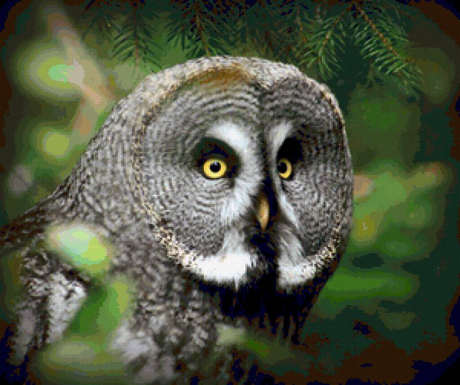 Совушка - птицы, сова - предпросмотр