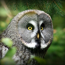 Схема вышивки «Совушка»