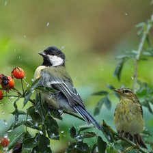 Схема вышивки «Птицы»