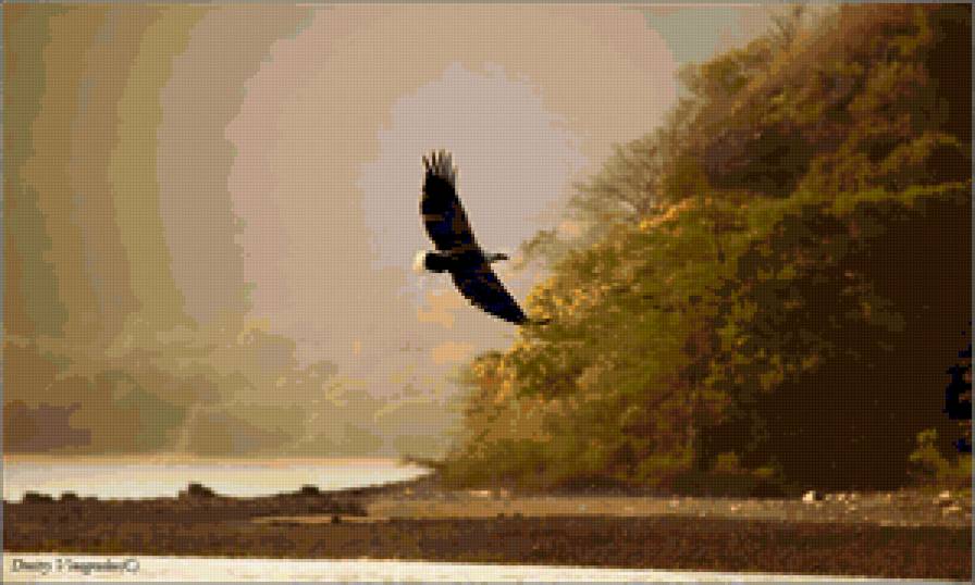 полёт - птицы - предпросмотр