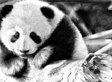 Схема вышивки «Панда»