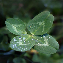 Схема вышивки «клевер»
