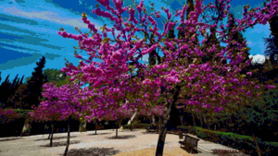 Цветущее дерево - дерево - предпросмотр