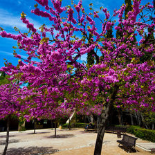 Цветущее дерево