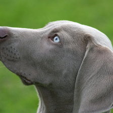 Схема вышивки «Верность»