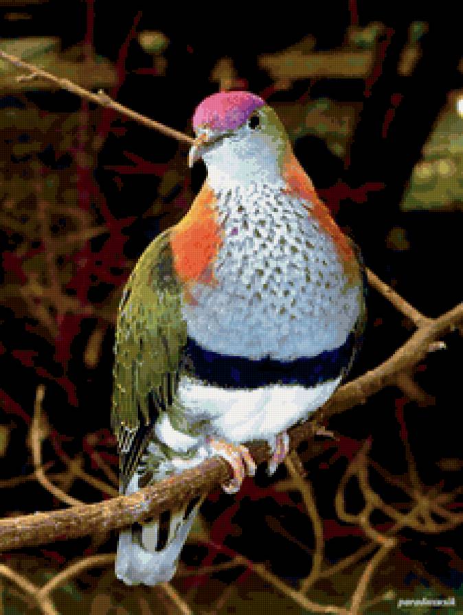 Птица - птицы, природа - предпросмотр