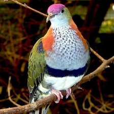 Схема вышивки «Птица»