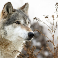 Схема вышивки «Волк»