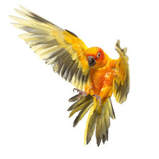 Схема вышивки «птицы»