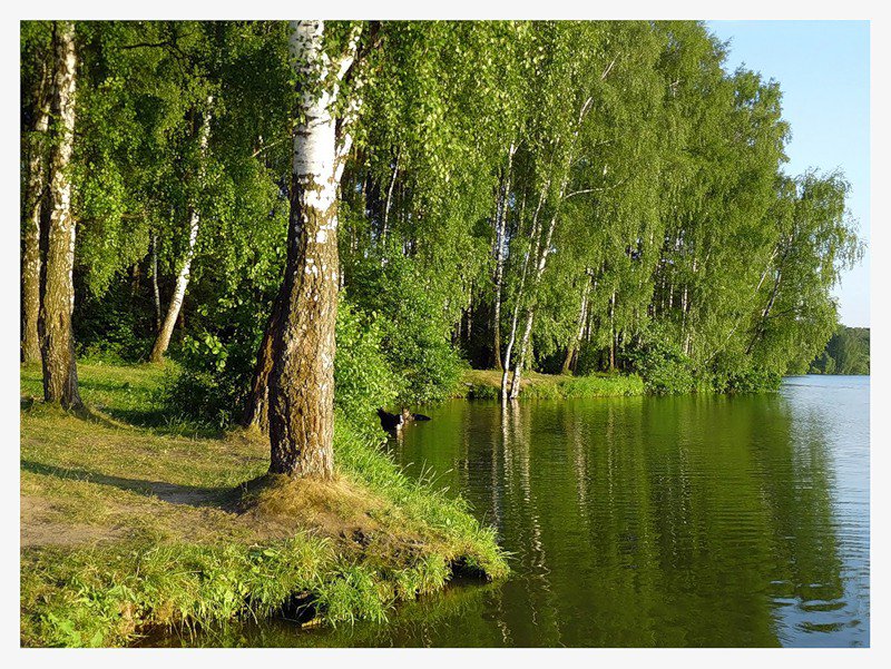 природа - природа, береза, пруд - оригинал