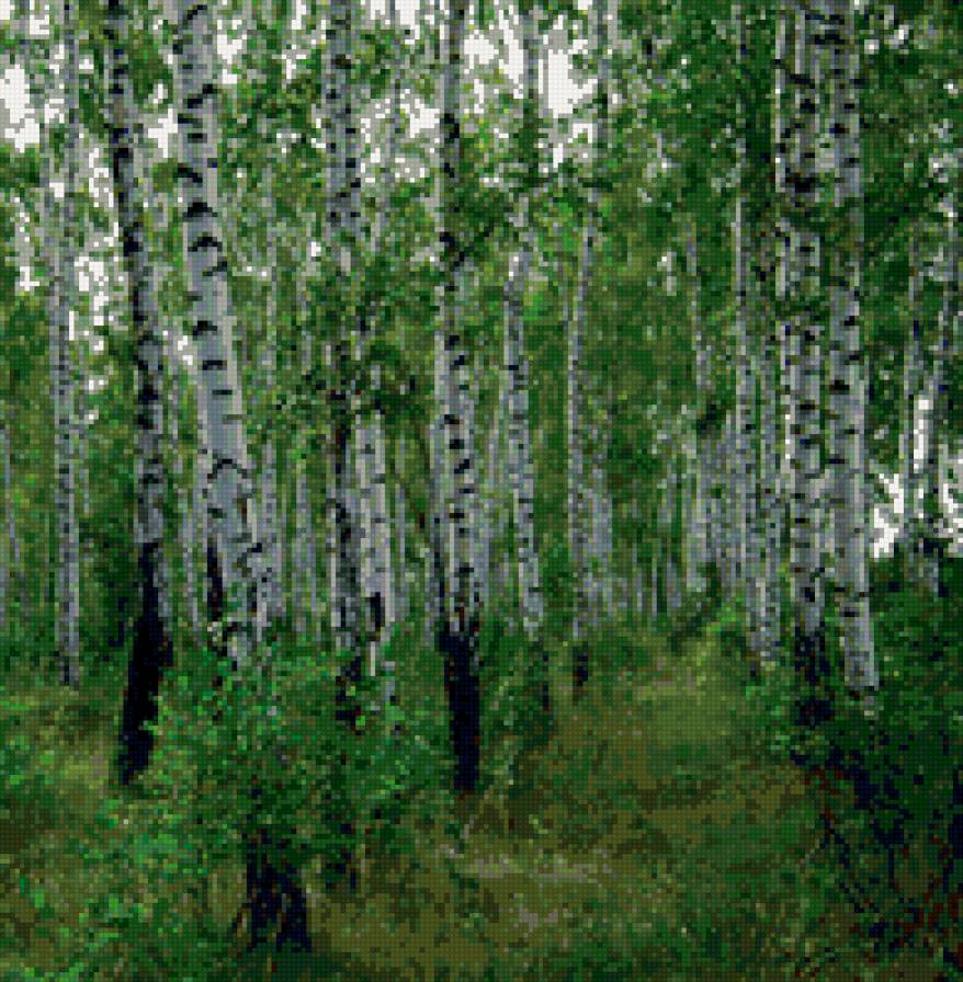 берёзовая роща - природа, береза - предпросмотр