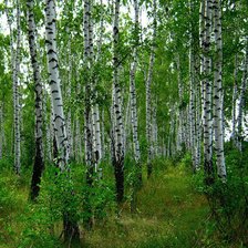 Схема вышивки «берёзовая роща»