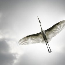 Схема вышивки «птица»