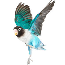 Схема вышивки «птица»