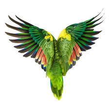 Схема вышивки «птица»