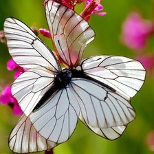 Схема вышивки «Бабочка»