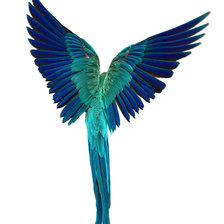 Схема вышивки «птица»