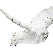 Схема вышивки «птица»