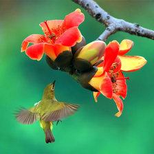 Схема вышивки «птица»