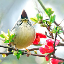 Схема вышивки «птица»