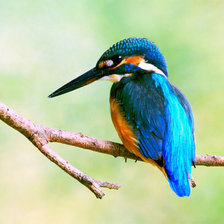 Схема вышивки «птица»