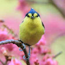 Схема вышивки «птица»