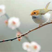 Схема вышивки «птица»