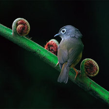 Схема вышивки «птица»