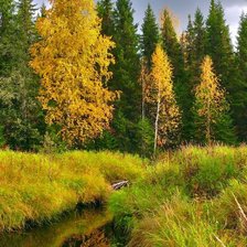 Схема вышивки «золотая осень»