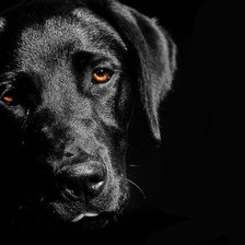 Схема вышивки «собака»