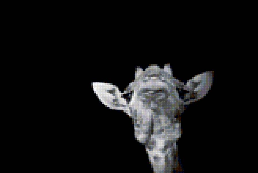 жираф - животные - предпросмотр